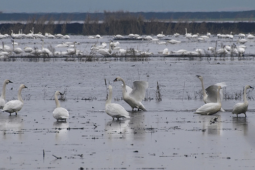 tundra swans in flooded field of Sacramento River Delta