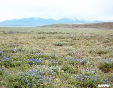 tundra, Arctic National Wildlife Refuge; Brooks Range; USFWS;  license public domain