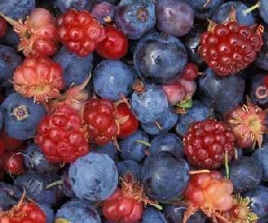 a variety of wild berries, Alaska, US Fish and Wildlife Service
