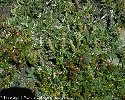 Arctic willow (Salix arctica)
