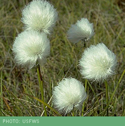 Cottongrass,courtesy of USFWS