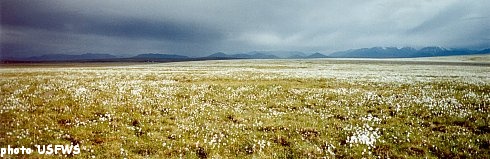 Cottongrass on the Arctic Wildlife National Refuge, USFWS