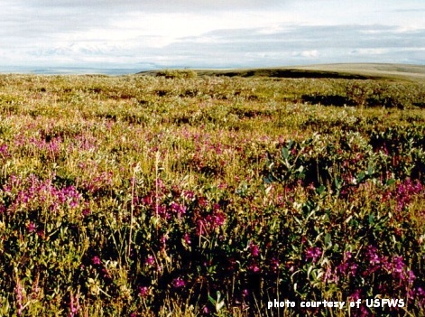 wild flowers on the tundra, courtesy of US Fish and Wildlife Service