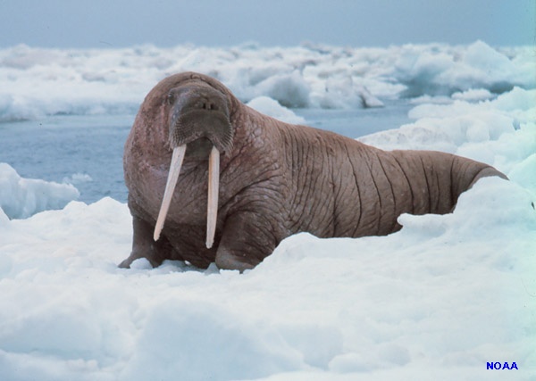 walrus on the ice, Captain Budd Christman, NOAA Corps. License: Public Domain