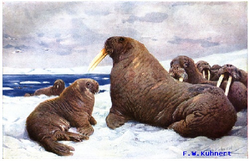 walrus painting, public domain