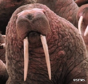 walrus, courtesy of US Fish and Wildlife Service, license - Public Domain