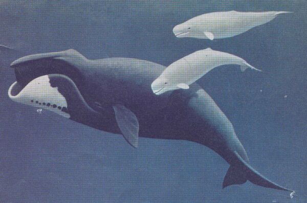 bowhead and beluga