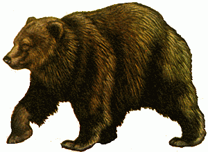 bear"