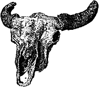 bison skull at clipartetc