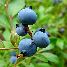wild blueberries; Flickr.com;
 Creative Commons Attribution 2.0 Generic (CC BY 2.0) License
