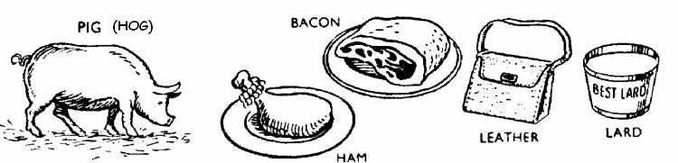 hog (pig), meat, leather , lard