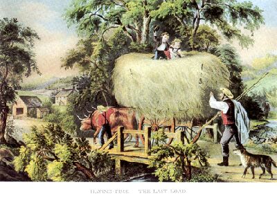 oxen pulling a load of hay