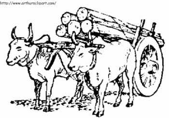 oxen pulling a load