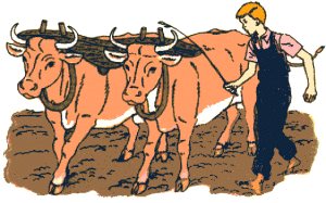leading the oxen