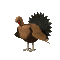 flapping turkey