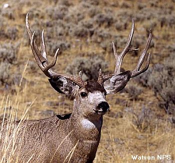 MULE DEER facts - Canadian Animals